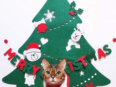 2019 12월 월간 쿠키 크리스마스