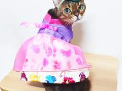 2020 01월 월간 쿠키 새해