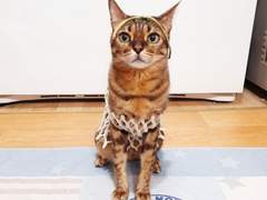 2020 04월 월간 쿠키 멜론