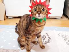 2020 05월 월간 쿠키 어버이날