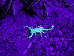 테오도르 윈 클러