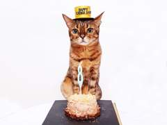 2020 08월 월간 쿠키 생일