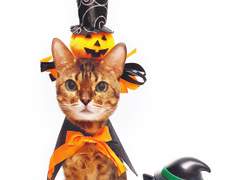 2020 10월 월간 쿠키 할로윈 데이