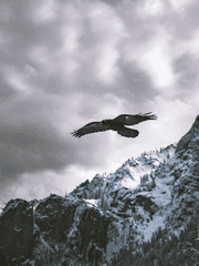 새들은 날갯짓하고