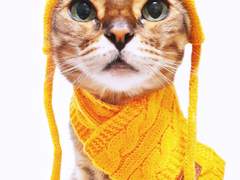 2020 11월 월간 쿠키 겨울