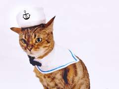 2021 04월 월간 쿠키 미리 여름