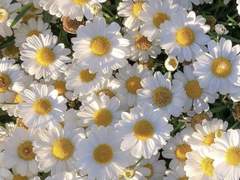 4ㅣthe perks of being a wallflower