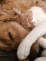 학뮤 전력 100분