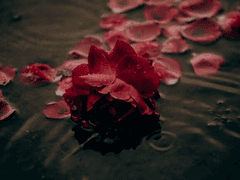 시들지 않는 이름