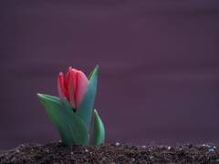 오락가락: 봄꽃 새싹 만나는 날