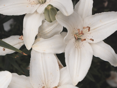 15분 쓰기 #08.25 #9 언니가 여자가 가능할 때까지 들이대는 이야기.