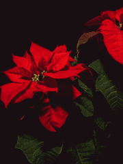 일진알파 벌주기 프로젝트