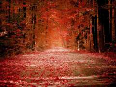 그 꽃이 저물기까지