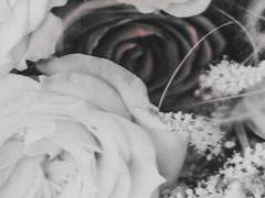 ミニデルフィニウム 440295