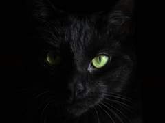 작은 불씨가 엷은 정신을 가닥가닥 불살라먹어버리니