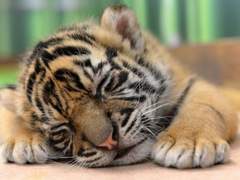 질척이는 호랑이와 앙칼진 토끼 썰 17