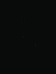 죽음이 피워낸 꽃