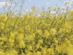 [후루시호] 뿌리는 시들지 않는다.