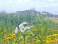 이거 들국화인가요? - 네니요