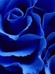 기울어진 흑백의 천칭