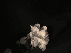 [후시이타] 교생 쌤 꼬시는 유지ts