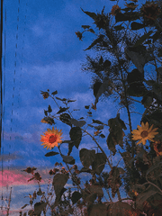 해바라기의 고백