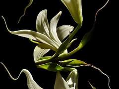 백합 속의 죽음