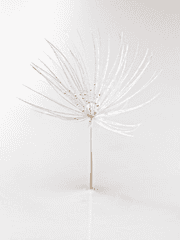 하얀 마법사 단편 시리즈