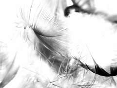 루시퍼가 말하길,