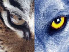 호랑지심(虎狼之心) 6