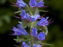 Ophelia swallows lie.