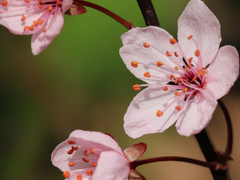 To. 귀여운 링쨩에게!