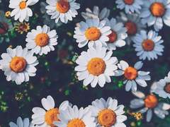 8ㅣthe perks of being a wallflower