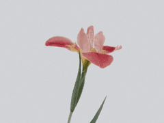 [오베구다] 티타니아의 새벽