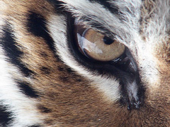 호랑지심(虎狼之心) 머리를 다쳤어요 下-2 (完)