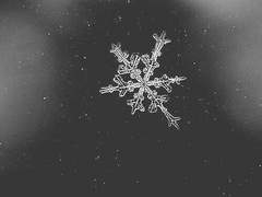 나의 겨울에는 검은 눈이 내린다