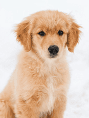 데뷔 못 하면 죽는 병 걸림