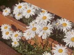 9ㅣthe perks of being a wallflower