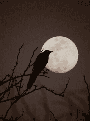 귀멸의 칼날 단편 시리즈