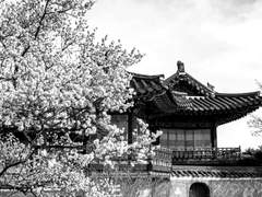 백련화(白蓮花)