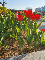 사랑 글(고백로그 모음)