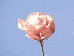 잘린 밑둥에서 피어난 꽃