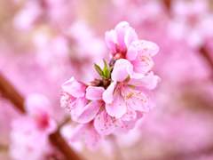 (닌자고/로루미)당신의 마음이 죽음까지 이어진다면