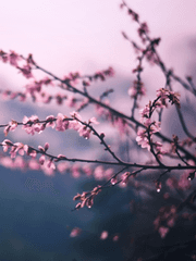 도화귀차사 桃禍鬼差師