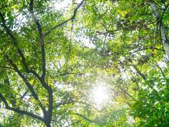 [백도] 괴물의 꽃 #13