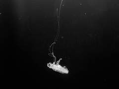 [주술회전 드림] 해파리는 촉수가 손이다.