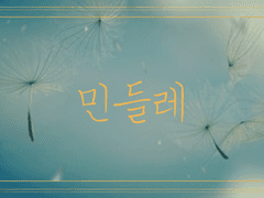 민들레