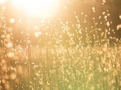 진혼 : 陶片 (사금파리)