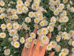 12ㅣthe perks of being a wallflower