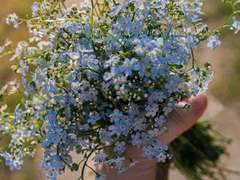 푸르른 꽃은 햇살을 만나 반짝이고